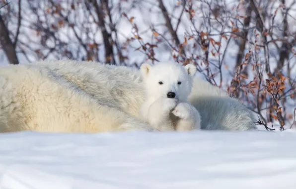 Картинка зима, снег, Канада, медвежонок, медведица, Белые медведи, Манитоба, Полярные медведи
