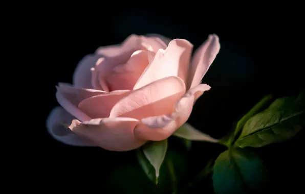 Картинка цветок, фон, роза