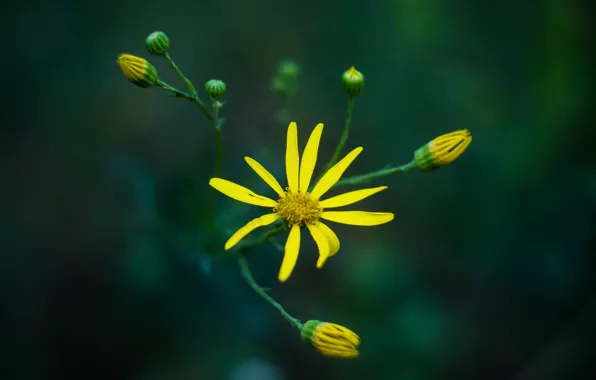Flower, macro, flora, mmd, helios