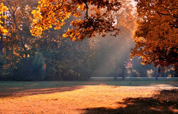 Картинка осень, свет, деревья, парк, листва, тень