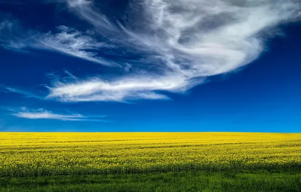 Поле, лето, небо