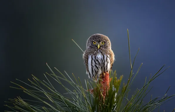 Природа, сова, птица