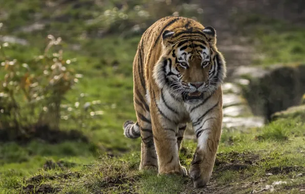 Картинка тигр, сила, хищник, полосатый