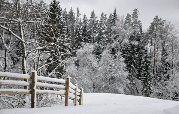 Картинка зима, снег, парк, white, road, landscape, park, winter