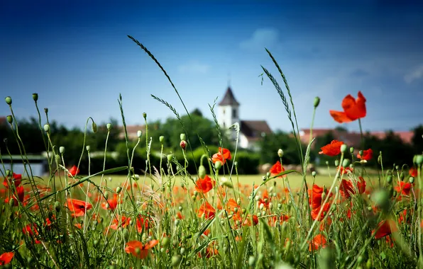 Картинка поле, небо, цветы, стебель, церковь
