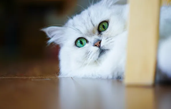 Кошка, кот, взгляд, морда, портрет, пол, лежит, белая