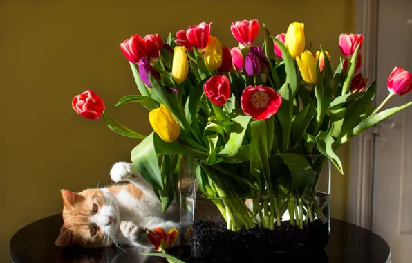 Картинка кошка, кот, цветы, букет, тюльпаны, ваза