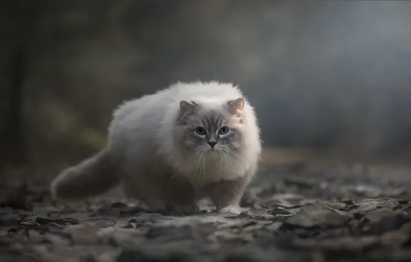 Кошка, кот, природа, поза, туман, камни, фон, дымка