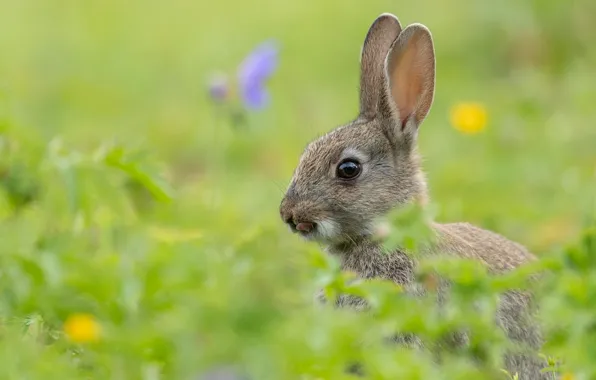Картинка кролик, уши, мордашка, боке
