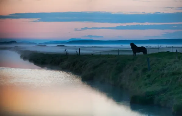 Картинка животные, вода, туман, озеро, река, пейзажи, лошадь, лошади