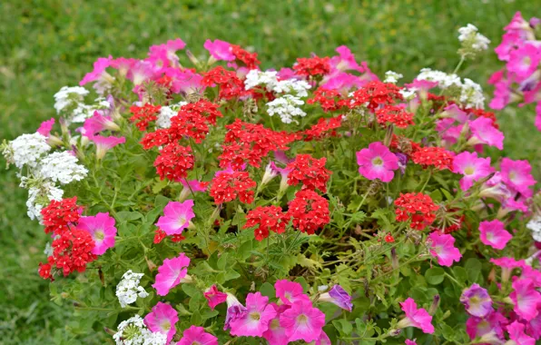 Картинка Petunia, Петуния, Вербена, Verbena