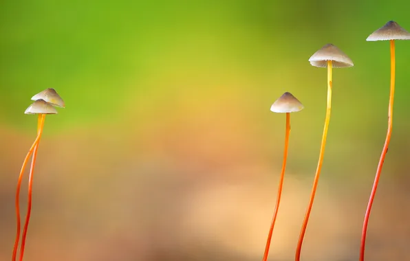 Картинка природа, грибы, шляпка, ножка