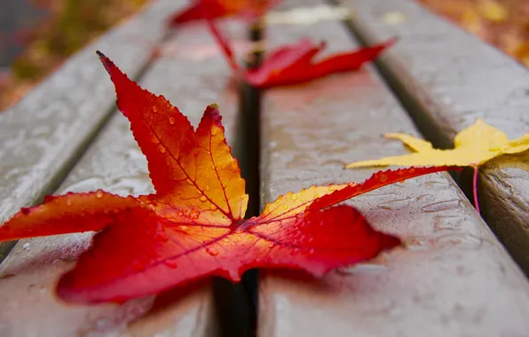 Осень, листья, природа