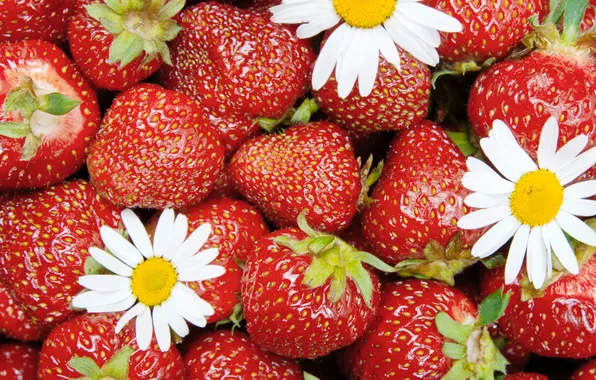 Цветы, ягоды, клубника, красные, fresh, спелая, strawberry, berries