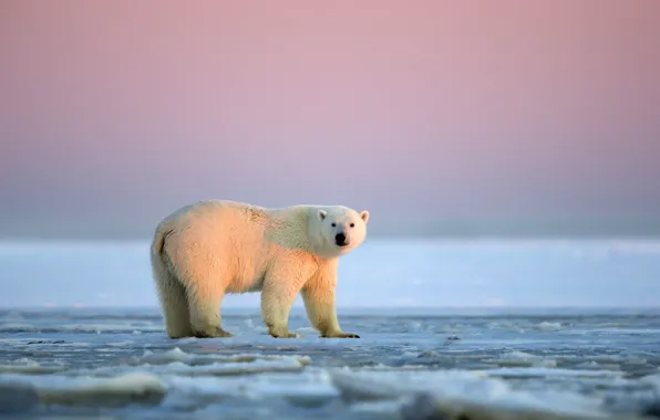 Картинка закат, Аляска, Белая медведица, ледяная пустыня, Национальный Арктический заповедник