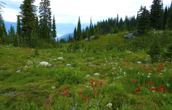 Картинка лес, деревья, цветы, горы, камни, луг, Canada, British Columbia