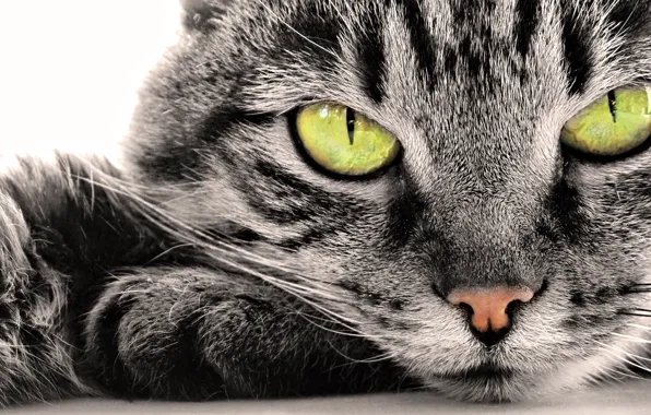 Картинка кошка, глаза, кот, усы, морда, полоски, лапы, лежит