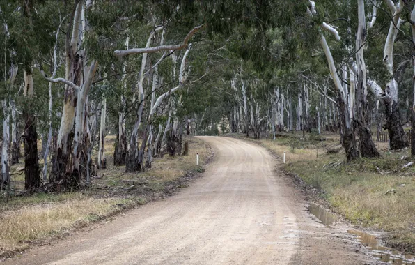 Дорога, лес, природа