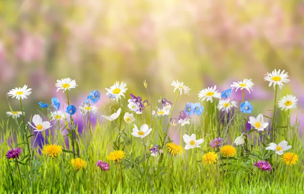 Картинка лето, трава, цветы, природа, блики, ромашки, одуванчики, лучи солнца