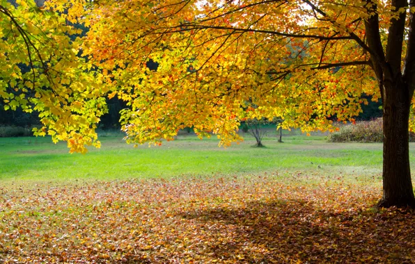 Картинка осень, трава, листья, парк, дерево