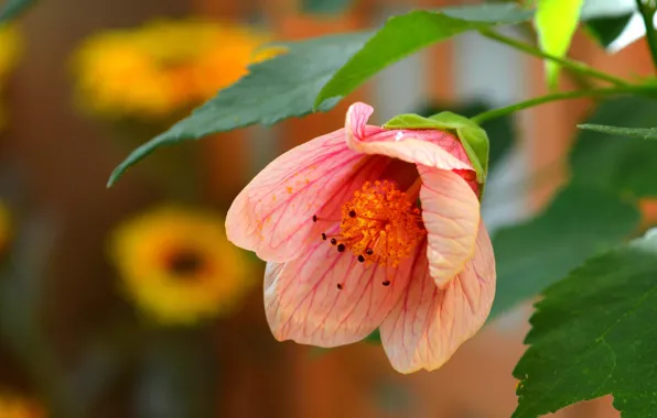 Картинка Макро, Цветок, Flower, Macro