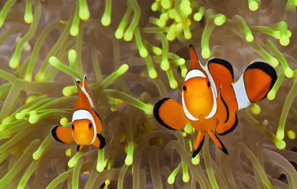 Colorful, underwater, ocean, nature, fish, clownfish, sea anemone, nimo