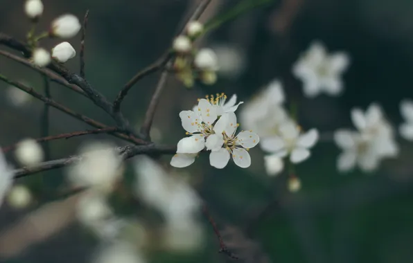 Цветы, лепестки, белые