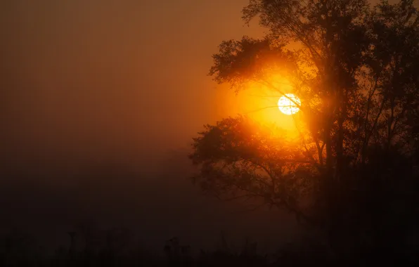 Небо, солнце, деревья, закат, силуэт, дымка