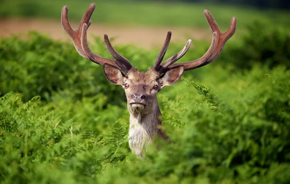 Лето, природа, олень