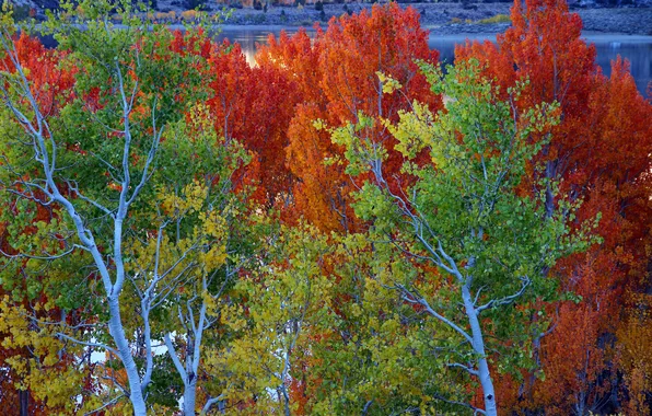 Картинка осень, листья, деревья, озеро, Калифорния, США, June Lake