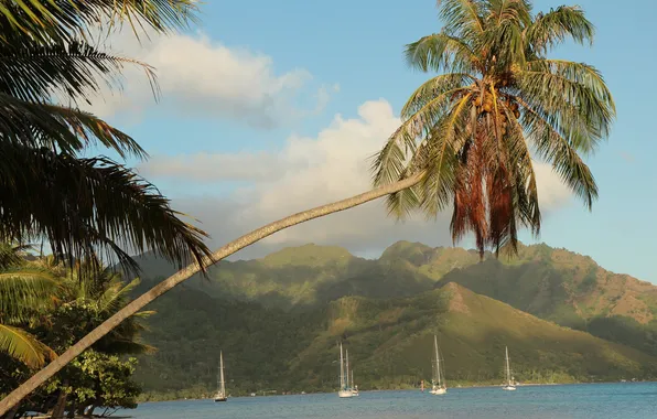 Картинка море, горы, тропики, пальмы, побережье, яхты, Французская Полинезия