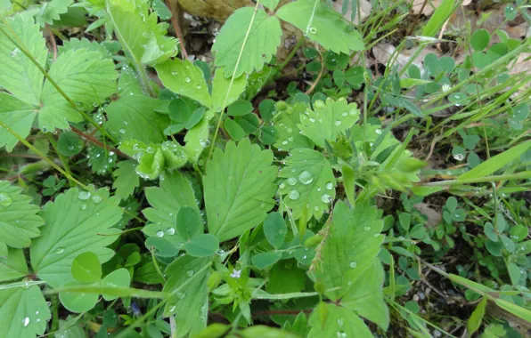 Green, macro, drops