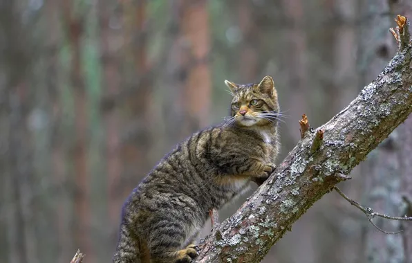 Шотландия, лесная кошка, Кернгормс