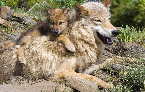 Nature, face, animal, wolf, wildlife, head, fur, mammal