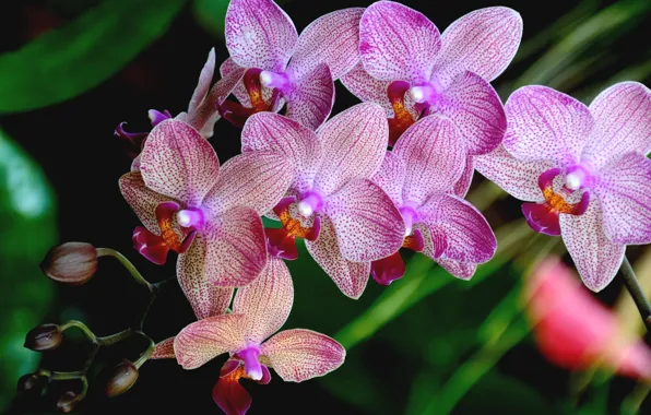 Картинка лепестки, розовые, орхидея