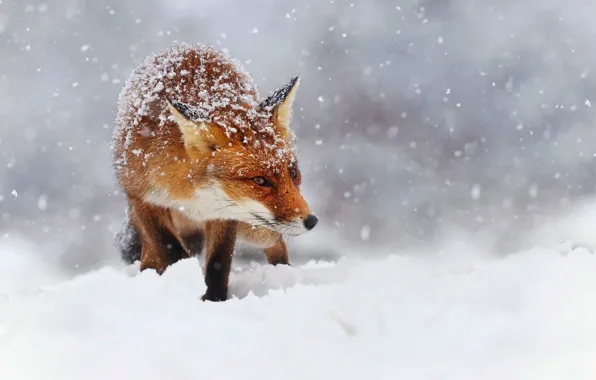 Картинка зима, снег, снежинки, природа, лиса, рыжая, лисица, боке