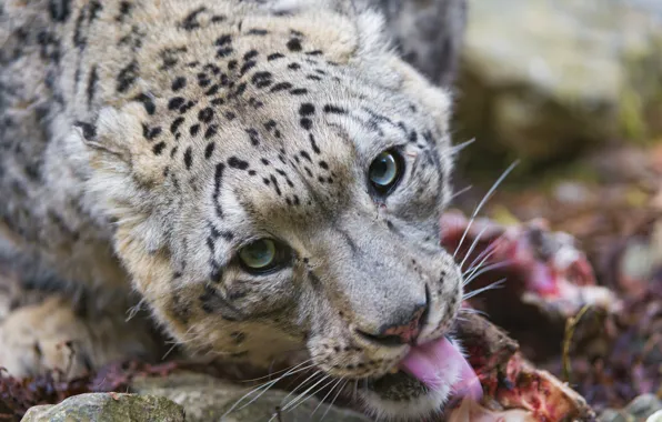 Картинка язык, кошка, взгляд, морда, хищник, ирбис, снежный барс, ©Tambako The Jaguar