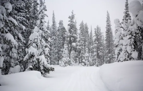 Природа, Зима, Снег, Nature, Winter, Snow, Заснеженный Лес, Snow-Covered Forest