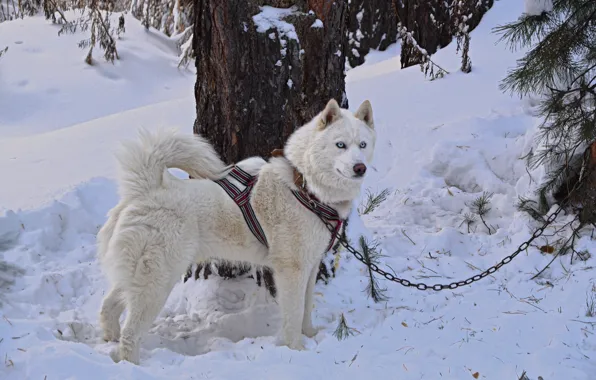 Собака, white, forest, хаски, dog, snow, husky, friend