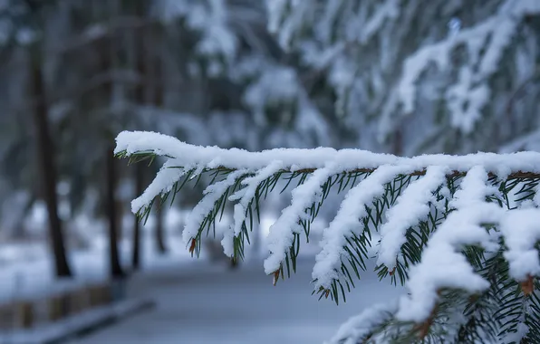 Зима, снег, природа, ель, ветка