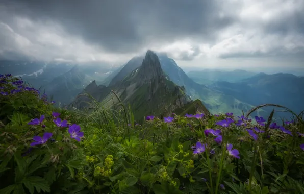 Цветы, горы, Швейцария, Альпы, вершина, панорама, Switzerland, Alps