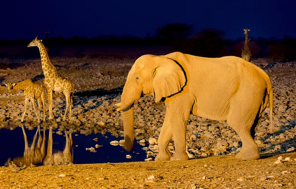 Слон, жираф, Африка, водопой, Намибия, Etosha National Park