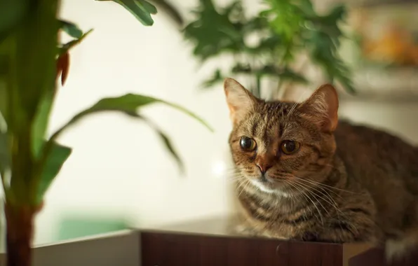 Картинка кошка, комната, растение, лежа