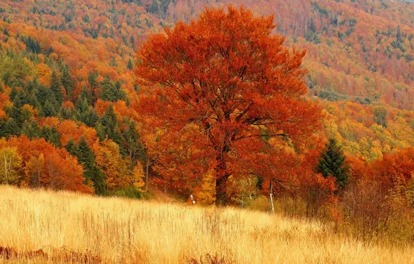 Картинка поле, осень, лес, дерево, рыжая