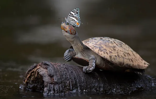 Вода, дождь, бабочка, черепаха, коряга, бревно, водоем, черепашка