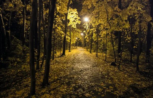 Картинка осень, ночь, город, парк