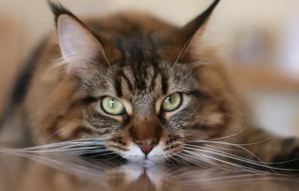 Картинка кот, усы, взгляд