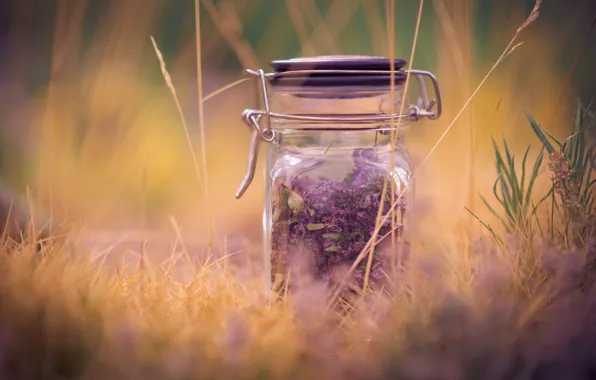 Картинка фиолетовый, трава, макро, фон, widescreen, обои, настроения, растение