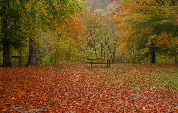 Осень, листья, деревья, природа, парк, дождь, Nature, листопад