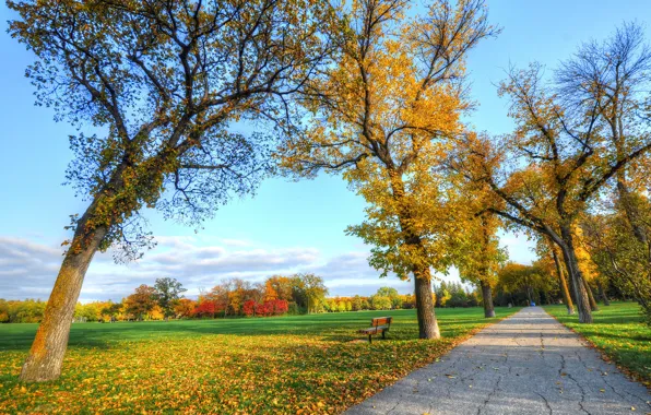 Дорога, осень, трава, листья, деревья, парк, скамья